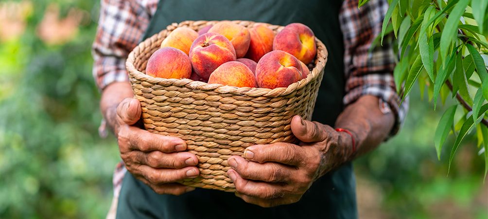 image shows a man holding a basket of ripe Georgia peaches 